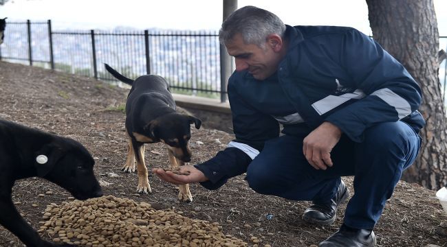 Sokak hayvanları unutulmadı