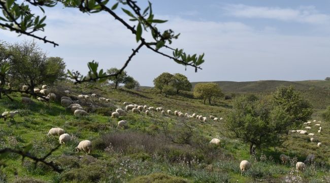 Büyükşehir’den “Mera İzmir Projesi” 