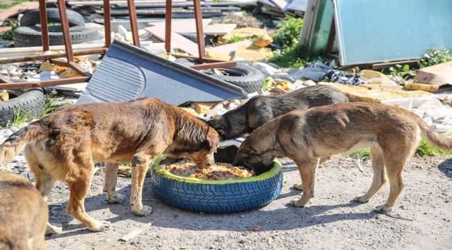 Buca’da sokak hayvanları unutulmuyor