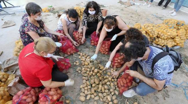 Başkan Arda ve tüm çalışanlar patateslerin dağıtımı için seferber oldu!