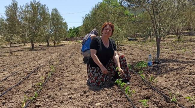 Tarladan vatandaşın sofrasına… 