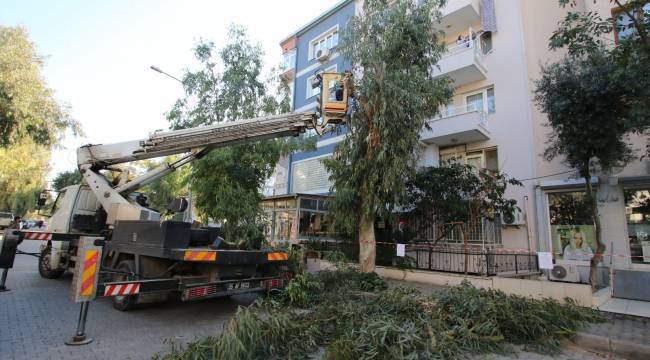 Bayraklı’da Sağlıklı Ağaç Dönemi