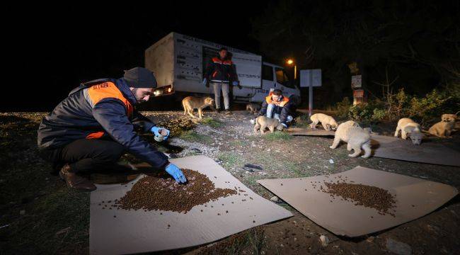 Buca’da can dostlarına gece gündüz mama desteği