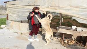 Çiçek satıyor, geliriyle 200 sokak köpeğini besliyor