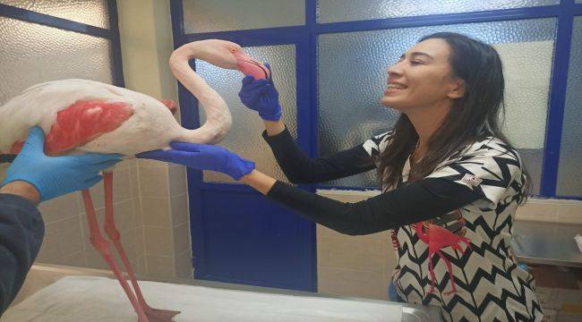 Hasta flamingo