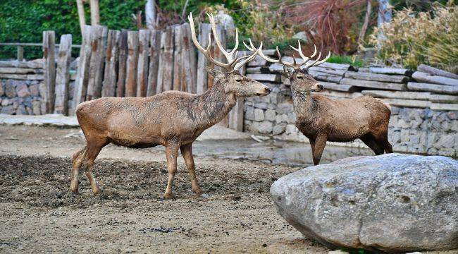 İzmir Doğal Yaşam Parkı'nda doğdular, Uşaklı oldular