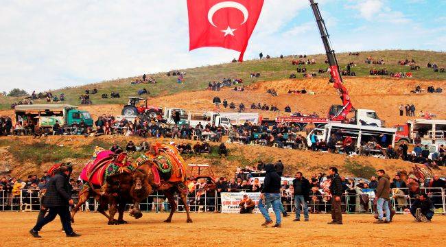 Deve güreşi coşkusu Konaklı’da yaşanacak