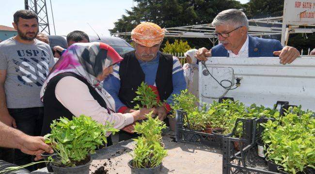 Bornova’nın tohumları yayılıyor