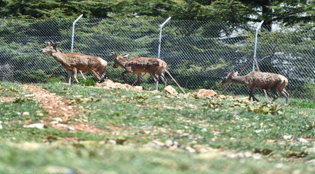 Kızıl geyiklerin yeni yuvası