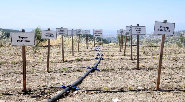 5 milyon atalık tohum, 500 bin fide dağıtılacak