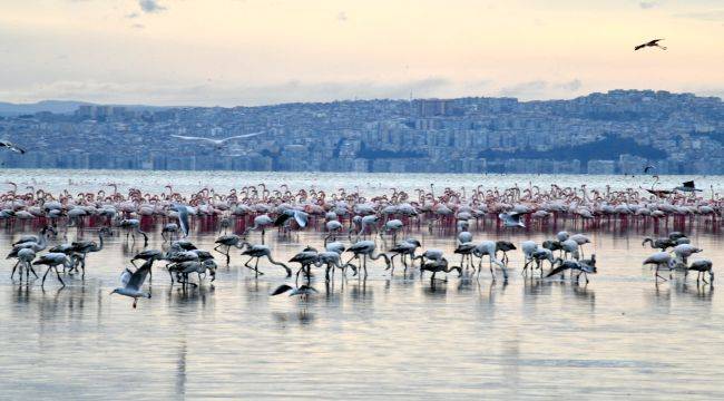 “Pembe Misafirler” ön elemeyi geçti