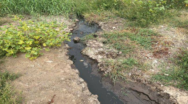 Foça’da çevre katliamı yeni yöntemlerle sürüyor