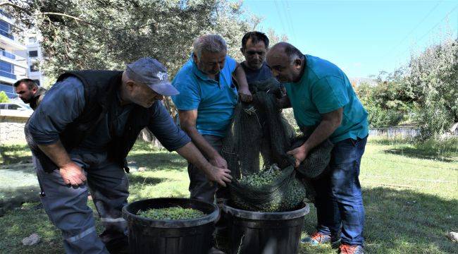 Sahipsiz ağaçların zeytinleri, ihtiyaçlı ailelere gidecek