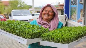 Buca’da Belediye-Kooperatif iş birliği, tarımı canlandırdı