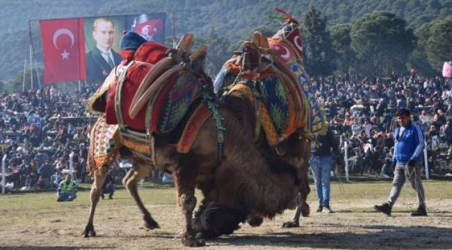 Bölgenin en büyük deve güreşi festivali 5 Şubat’ta Torbalı’da