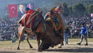 Bölgenin en büyük deve güreşi festivali 5 Şubat’ta Torbalı’da