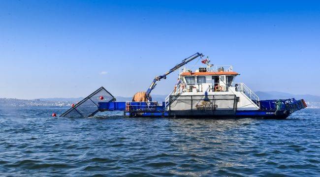 Körfezi deniz patlıcanları temizliyor