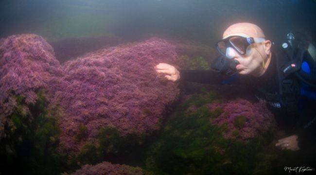 Başkan Soyer'i Körfez'de mor boncuk mercanı karşıladı