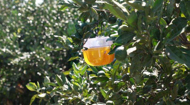 Büyükşehir’den üreticiye Akdeniz meyve sineği ile mücadele desteği