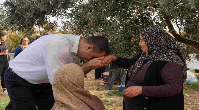 CHP İzmir İl Başkanı Çağatay Güç, Kemalpaşa’da Zeytin Hasadına Katıldı