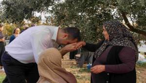 CHP İzmir İl Başkanı Çağatay Güç, Kemalpaşa’da Zeytin Hasadına Katıldı