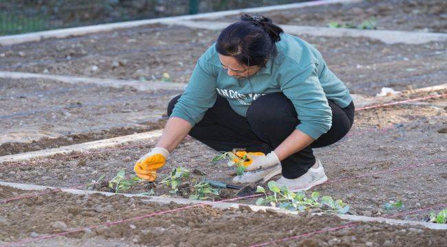 Mahalle bostanlarında kış dikimleri başladı