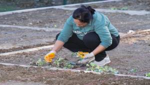 Mahalle bostanlarında kış dikimleri başladı