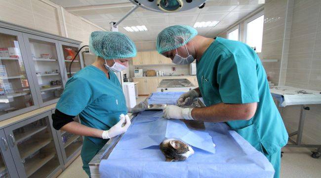 1 Yılda 40 Bin Can Dost İçin Şefkat Seferberliği