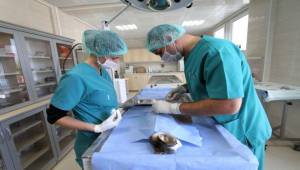 1 Yılda 40 Bin Can Dost İçin Şefkat Seferberliği