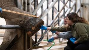 İzmir Doğal Yaşam Parkı’nın fillerine hayat kurtaran ayak bakımı