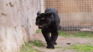 Doğal Yaşam Parkı’nın jaguarı Juliet yaşama veda etti