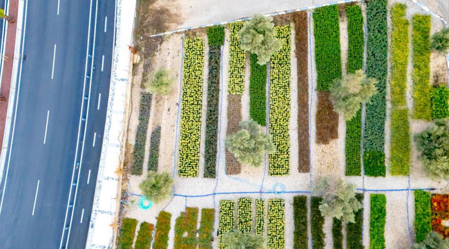 İzmir’in renkleri Büyükşehir fidanlıklarında filizleniyor