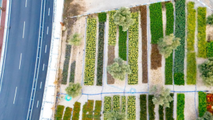 İzmir’in renkleri Büyükşehir fidanlıklarında filizleniyor