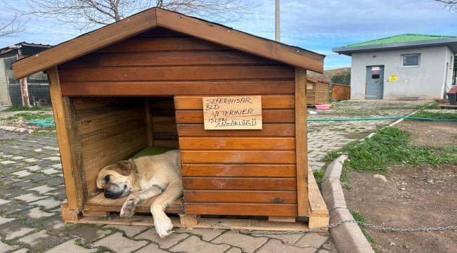 Seferihisar’da Sokak Hayvanları İçin Kulübe Destek Kampanyası