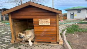 Seferihisar’da Sokak Hayvanları İçin Kulübe Destek Kampanyası