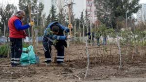 Betonun arasından orman çıktı