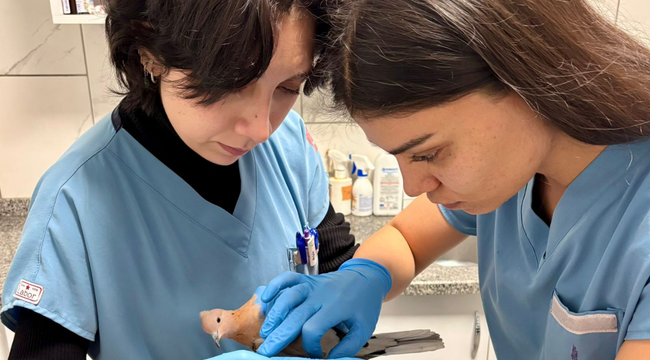 Büyükşehir ekipleri tüm canlılar için aynı özveriyle çalışıyor 