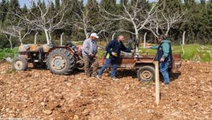 Kesilen cevizlerin yerine umut filizlendi